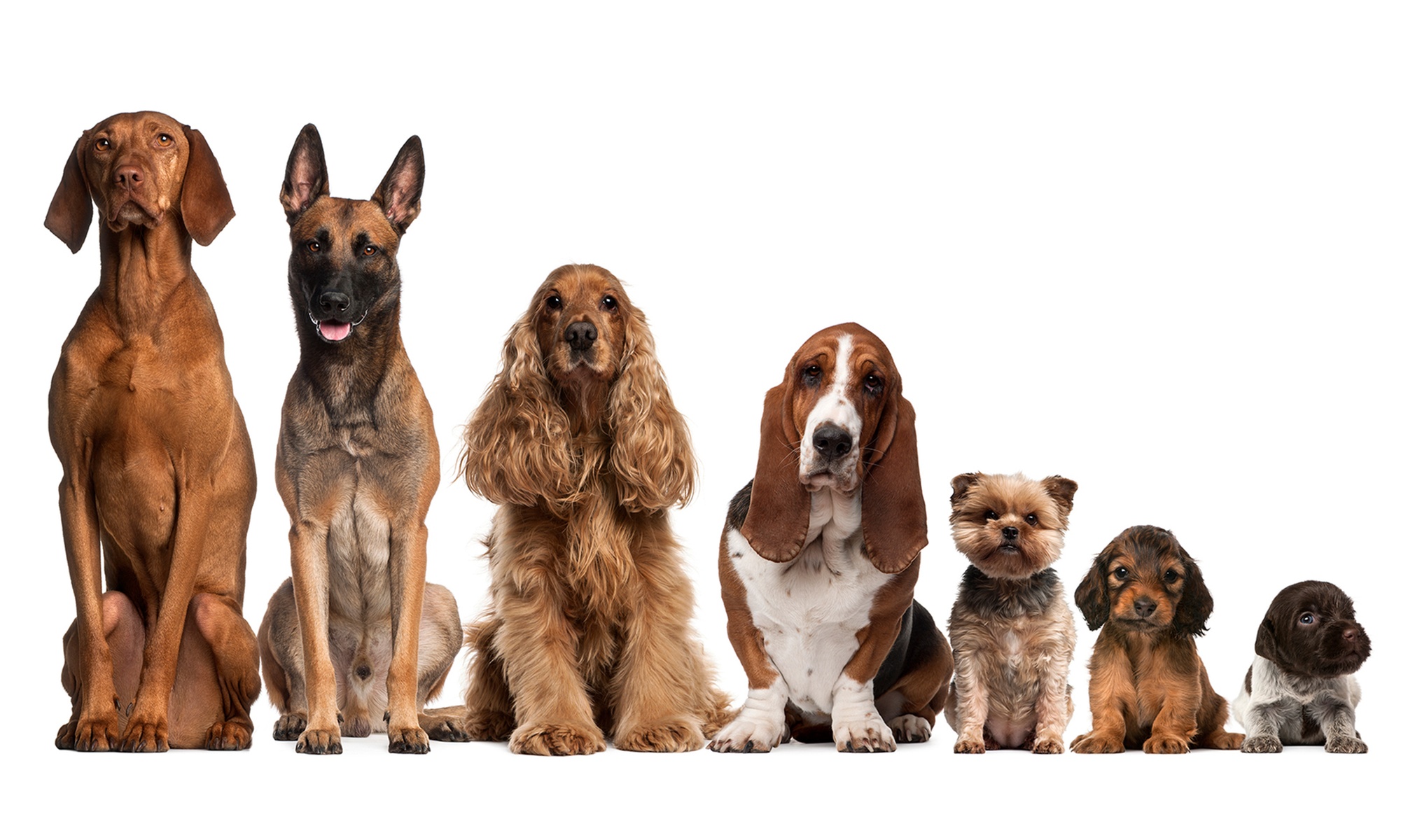 Up to 0% Off on  at Al Raha veterinary clinic