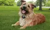 $49 for One Hour of Dog Obedience Training with Evaluation from Invisible Fence ($149 Value)
