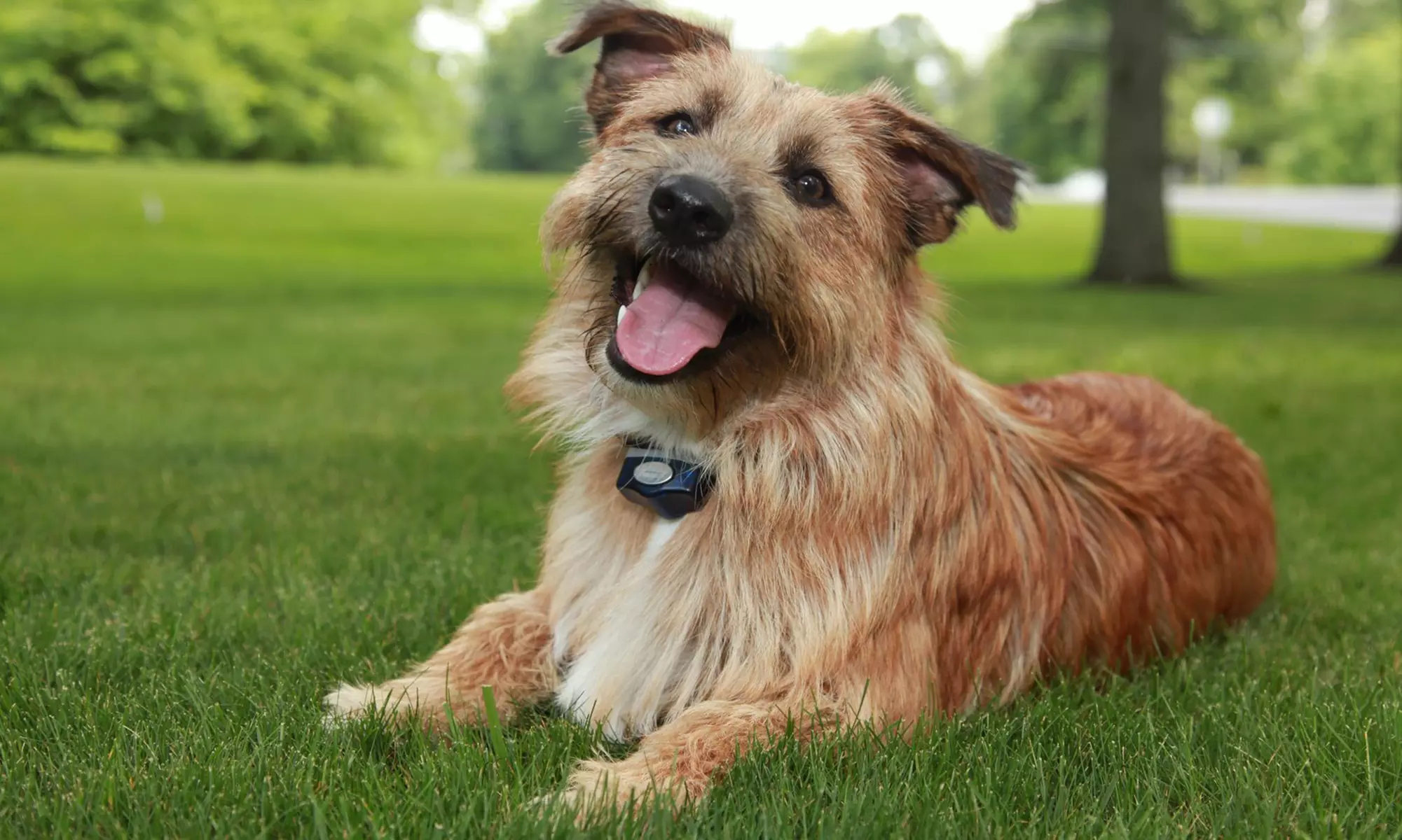 $49 for One Hour of Dog Obedience Training with Evaluation from Invisible Fence ($149 Value) - Primary Image