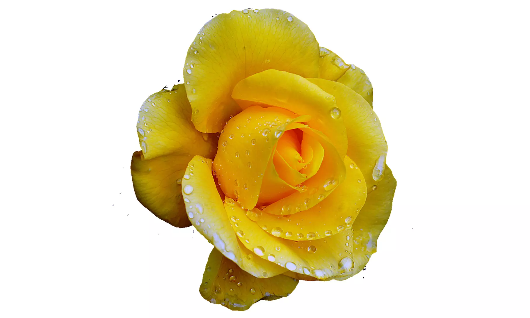 3er- oder 4er-Set Kletterrosen