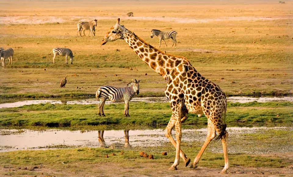 10﻿-Day Southern Africa Tour with Airfare, Game Drive, and Sunset Cruise. Priced per Person, Based on Double Occupancy.  - Primary Image