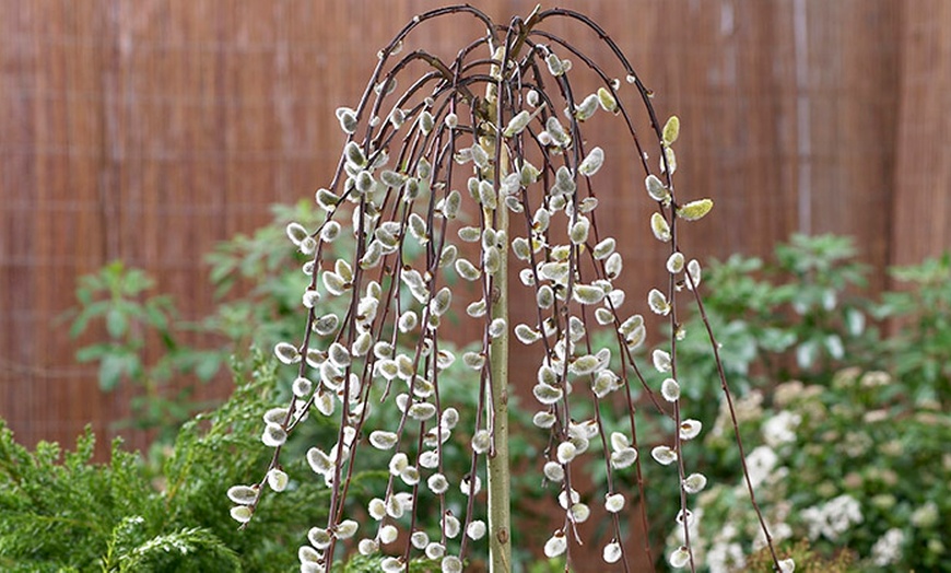 Image 3: Two Kilmarnock Weeping Willows