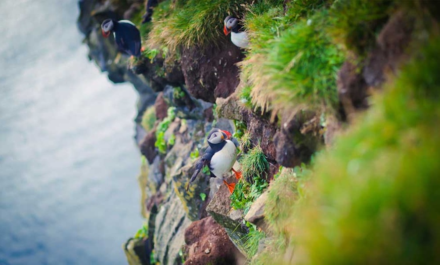 Image 1: Seal and Puffin Wildlife Tour