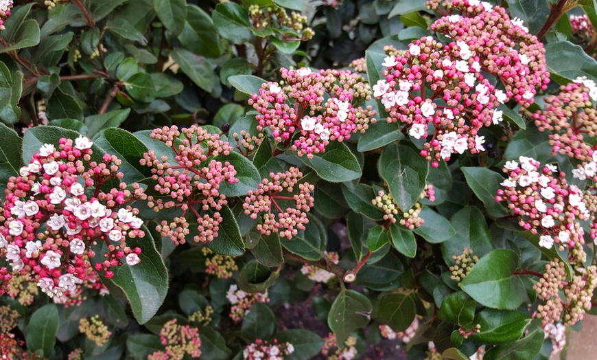 Image 3: Up to Five Viburnum Tinus Gwenllian Plants