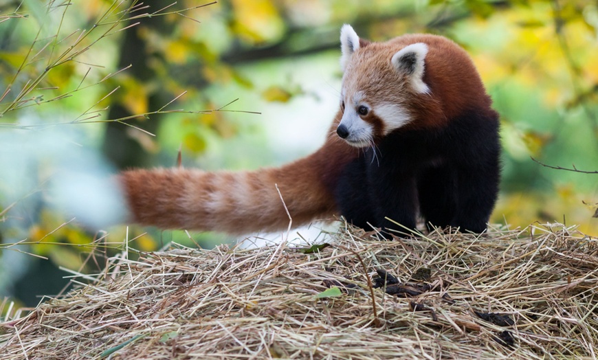 Image 15: Tageskarte für den Zoo Krefeld