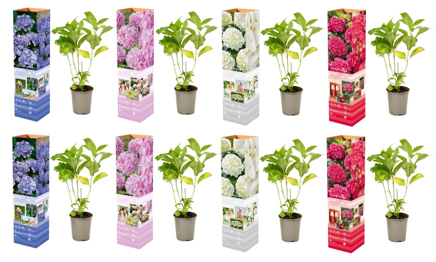 Image 10: Set met een mix van 4 of 8 hortensia's