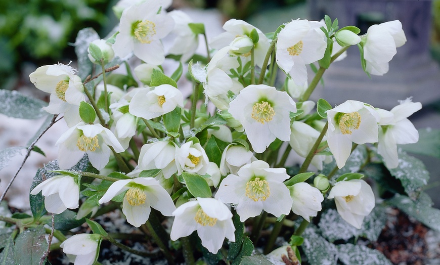 Image 3: Helleborus Niger Plant