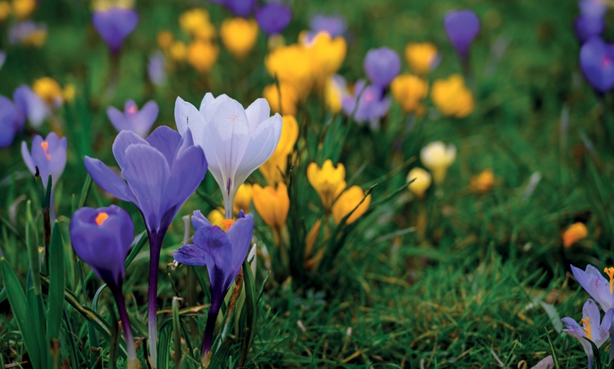 Image 5: 50 Crocus Botanical Mix Bulbs