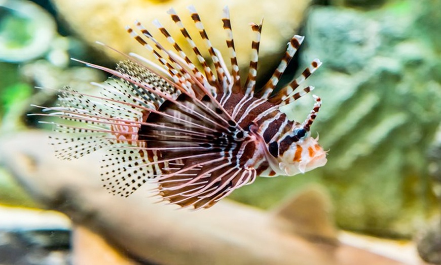 Image 1: Sharjah Aquarium and Museum Entry