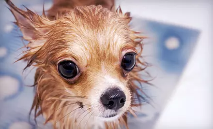 $10 for Three Self-Serve Dog Washes at Rio Car Wash in Fredericksburg ($30 Value) - Primary Image