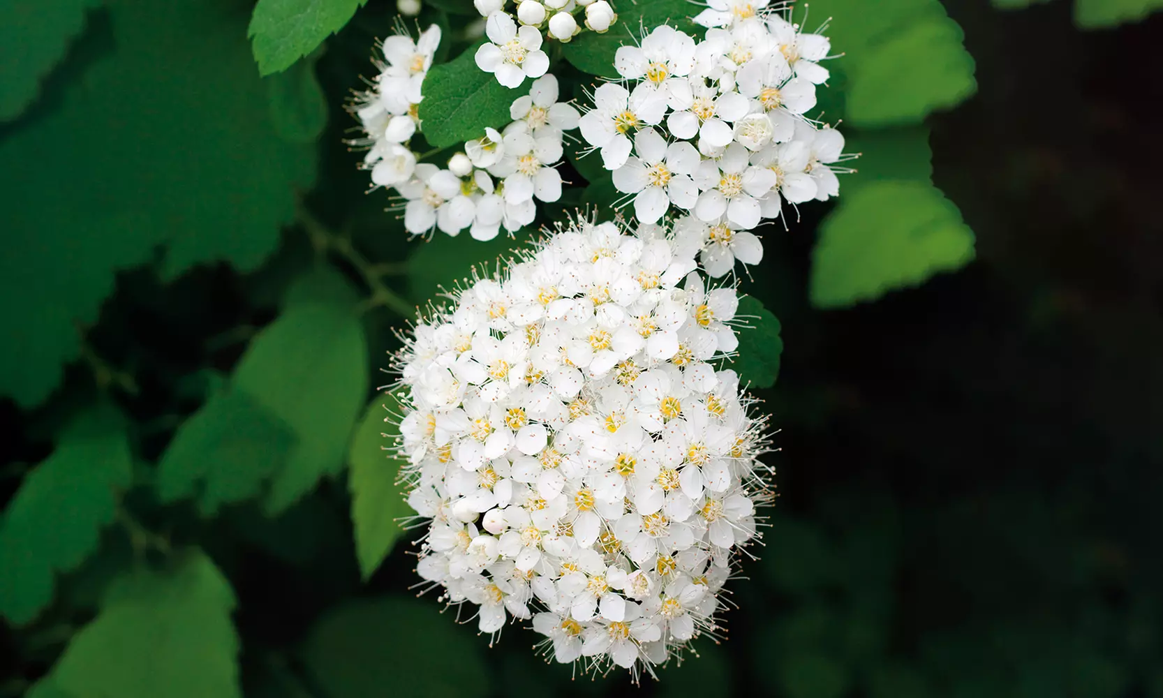 Spiraea Van Houttei Shrub Bare Root Stock (1- or 3-Pack)  - Primary Image
