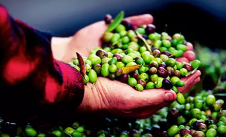 Winery and Olive-Oil-Press Tour and Tasting Package for Two or Four at Pietra Santa Winery in Hollister (Up to 69% Off) - Primary Image