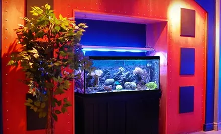 $25 for $50 Worth of Salt-Water Aquarium Stock and Accessories at Fish Tail Aquariums in Orleans - Primary Image