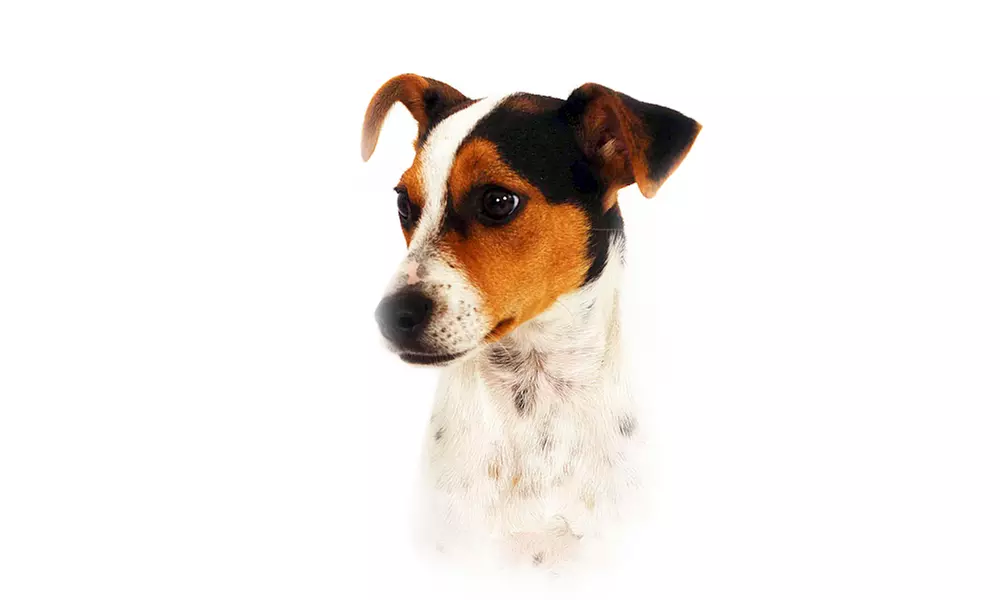 One-Hour Pet Photoshoot