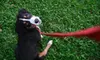 $42 for Eight Weeks of Dog-Waste-Removal Services from Scooper Trooper ($109 Value)