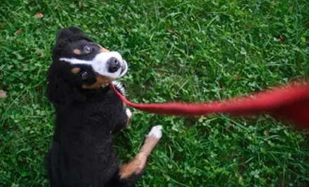$42 for Eight Weeks of Dog-Waste-Removal Services from Scooper Trooper ($109 Value) - Primary Image