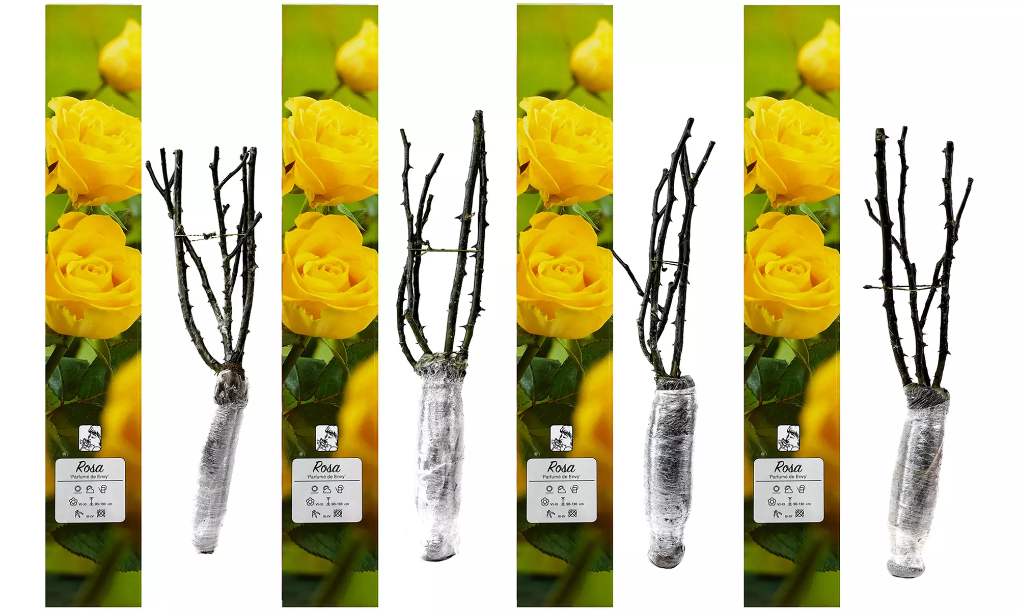 4er-Set großblütige Duftrosen