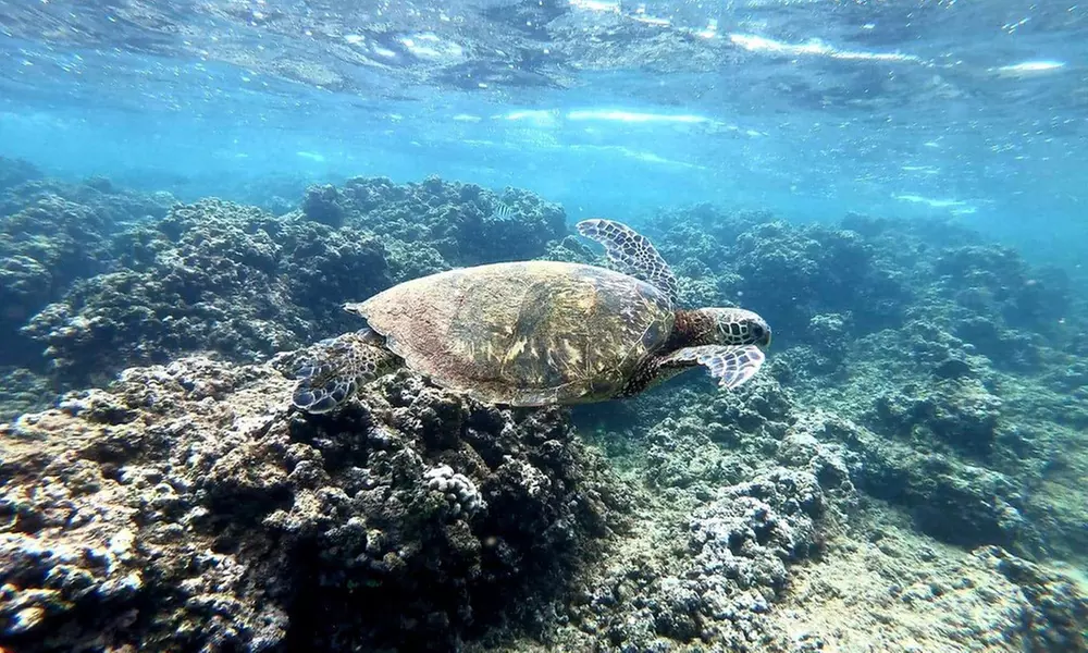 Embark w/ Northshore Circle Island Adventure for 1 Child,1 Adult