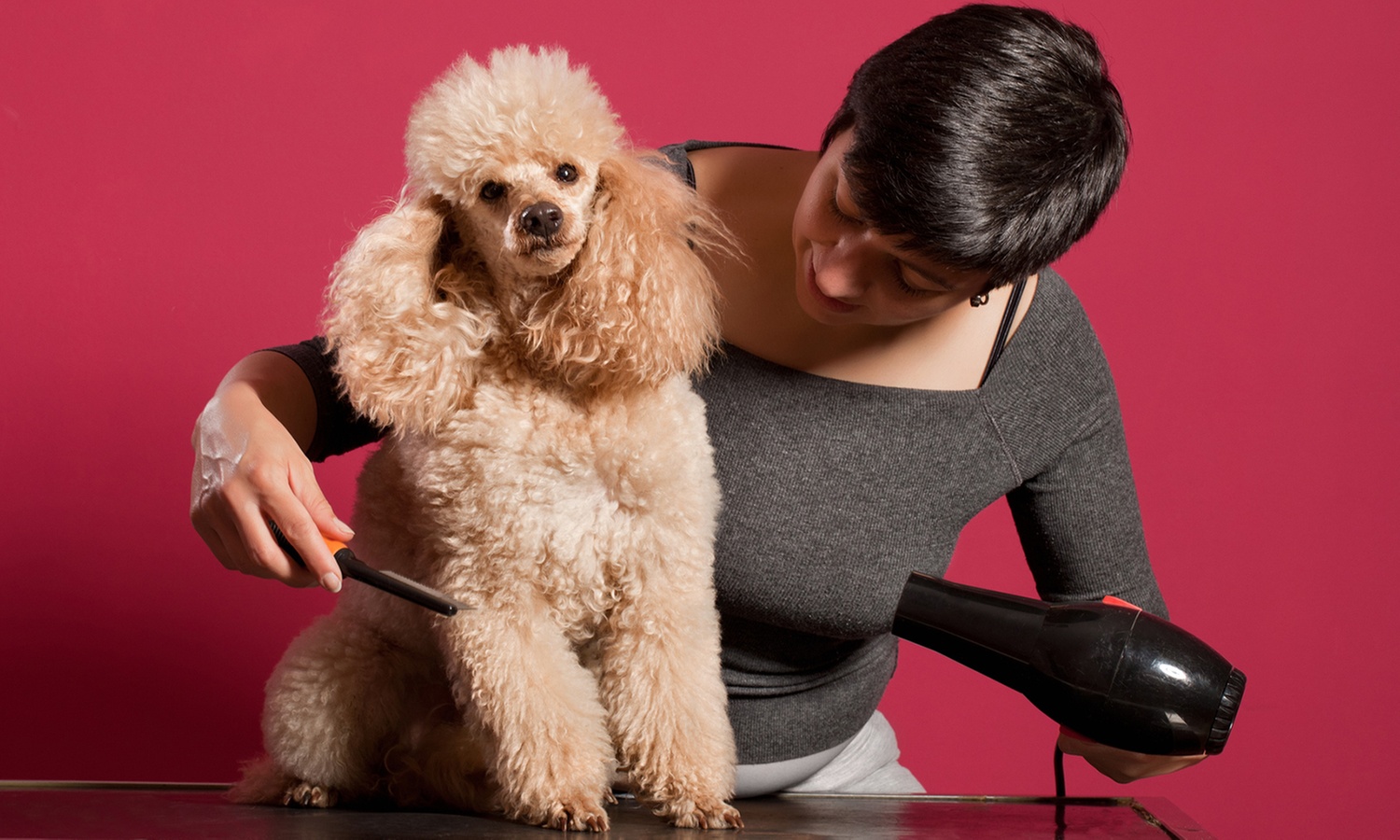 Kurs online: Groomer – fryzjer zwierząt