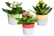 Lot de 3 plantes succulentes de Kalanchoe avec pot au choix - Second Medium
