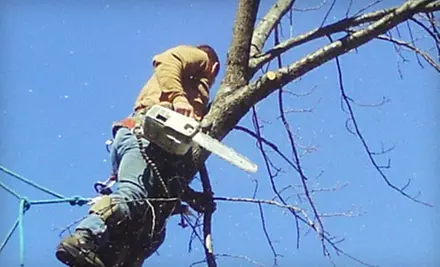 $150 for Two Hours of Tree-Trimming Services from Custom Cuts Tree Care ($300 Value) - Primary Image