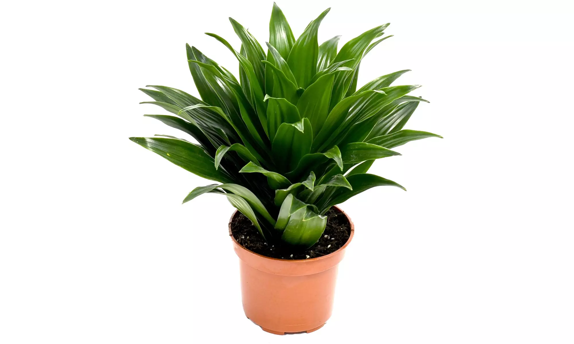 Collection exclusive de 5 plantes d'intérieur