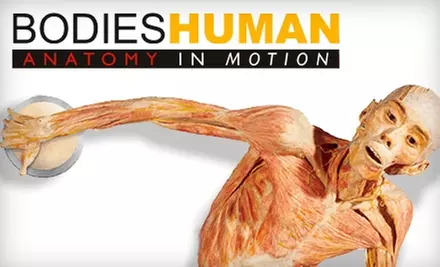 $18 for Two Tickets to “Bodies Human: Anatomy in Motion” (Up to $36 Value) - Primary Image
