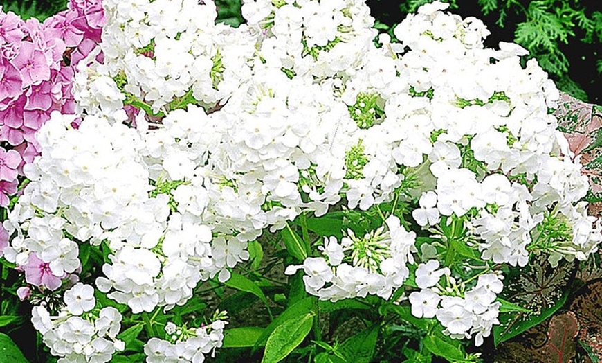 Image 2: 12 Knollen Duft-Phlox in 4 Farben