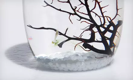 Small- or Large-Pod EcoSphere Closed Aquatic Ecosystem (Up to 48% Off). Free Shipping and Free Returns. - Second Medium