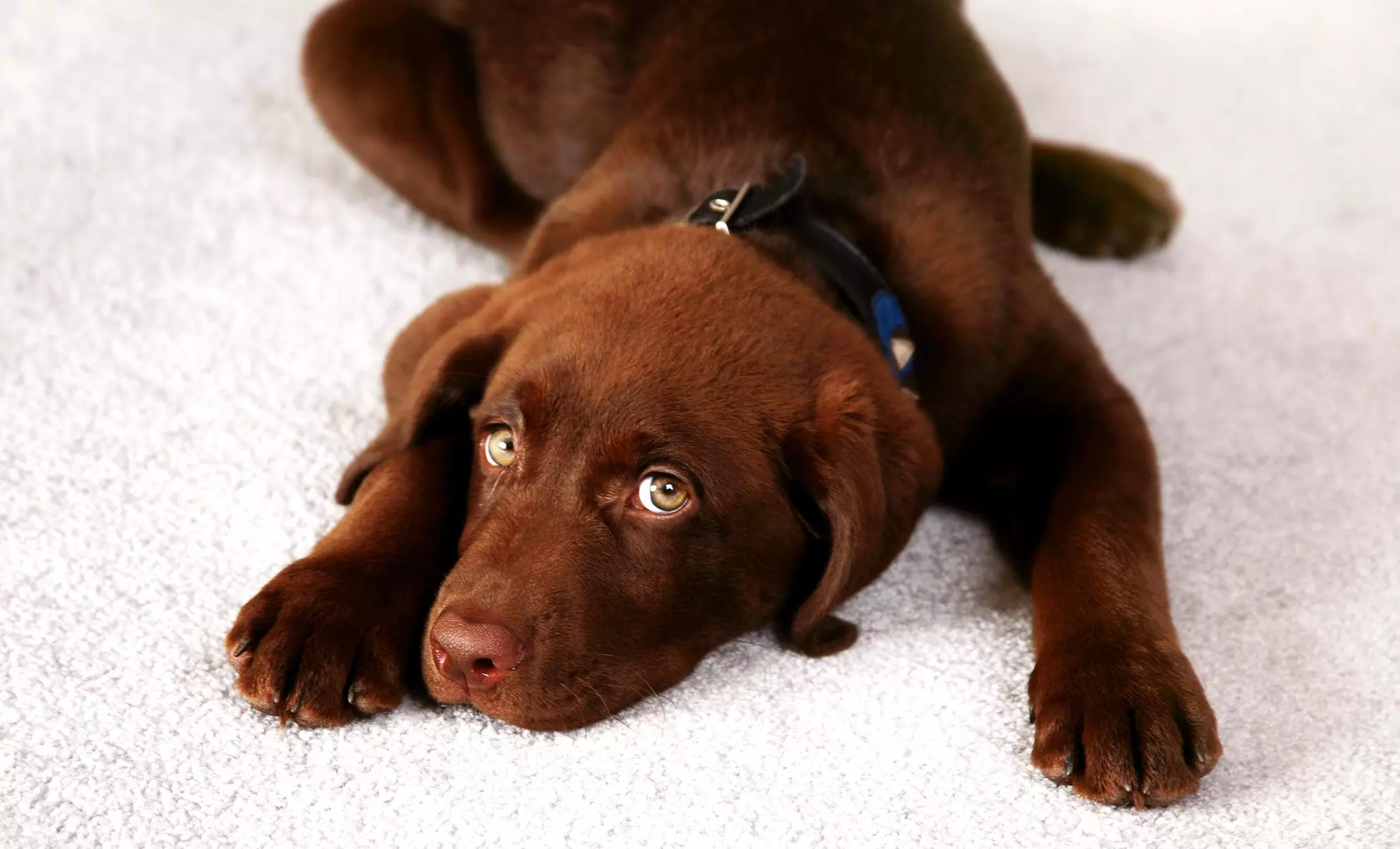 $85 for $189 Worth of Rug and Carpet Cleaning — OTS Cleaning and Restoration - Primary Image