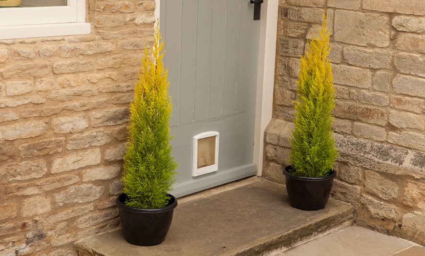 Image 1: Two Potted Golden Cypress Trees