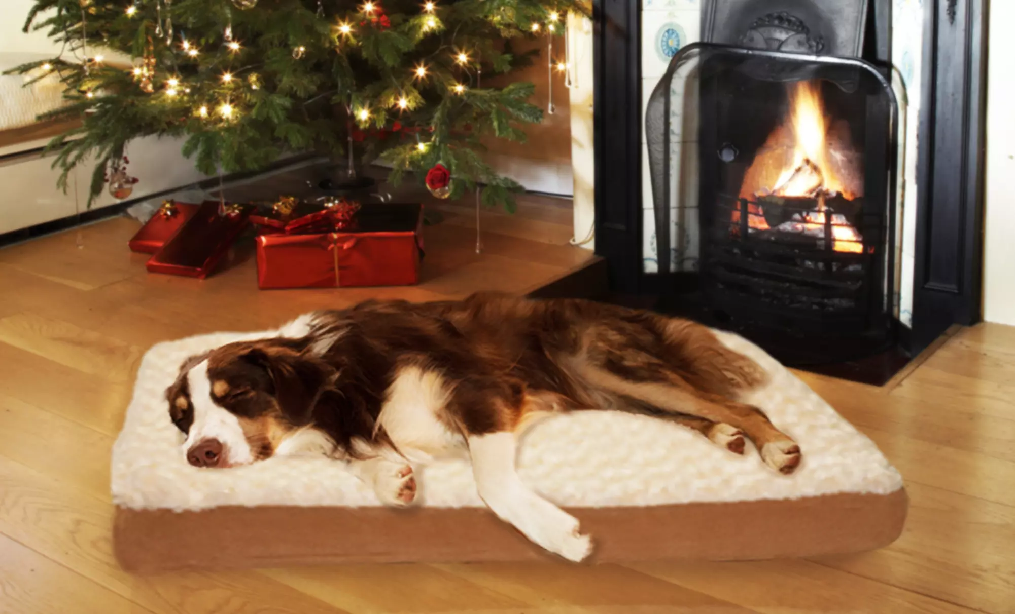 Memory-Foam Pet Beds from $19.99–$42.99 - Primary Image