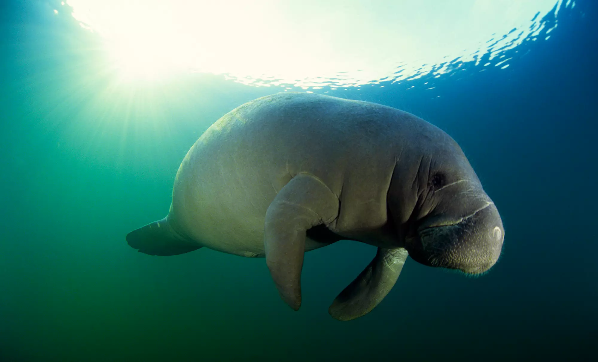Guided Manatee Snorkel Tour for One or Two from American Pro Diving Center (Up to 54% Off) - Primary Image