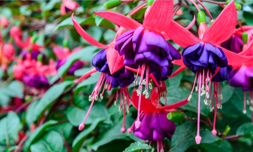 Image 1: Fabulous Hardy Fuchsia Collection - 1 or 5 plants