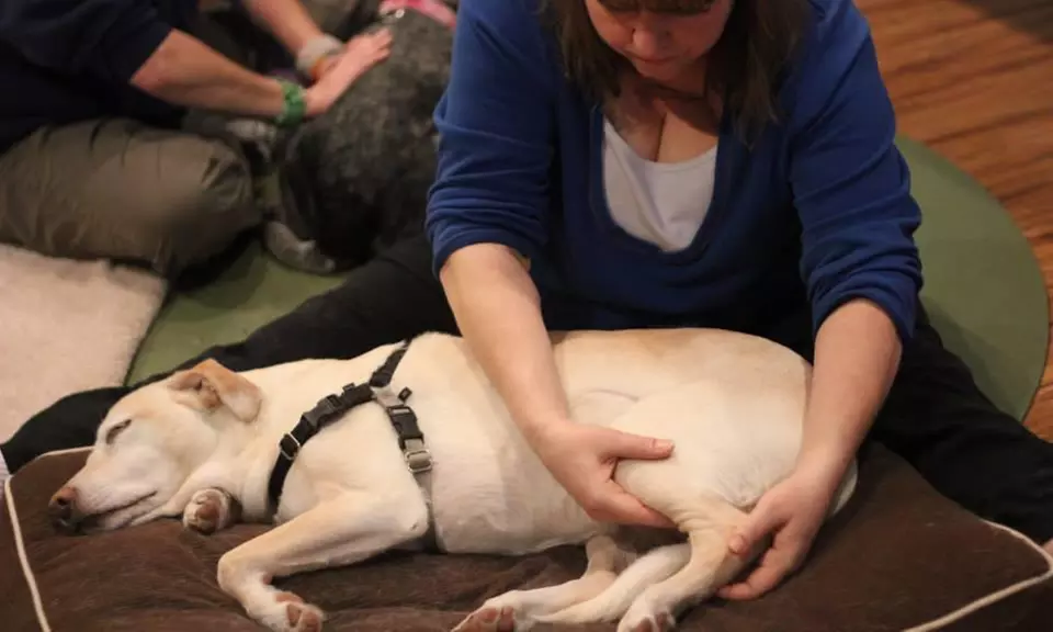 $28 for $60 Worth of Pet Care — Peaceful Paws Massage - Primary Image