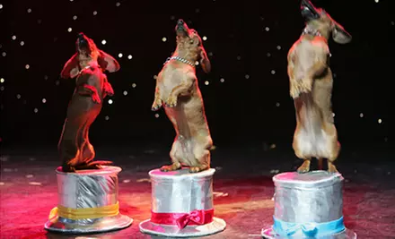 Popovich Comedy Pet Theater Circus Show for One Child, or One or Four Adults at the V Theater (Up to 70% Off)  - Primary Image