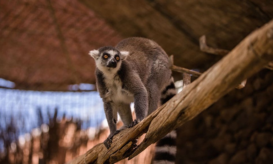 Image 9: Entrada a Cocodrilo Park Zoo para niños y adultos con comida y bebida