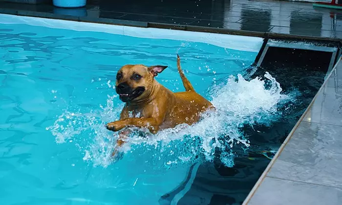 Doggy Fun Swim at K9 Swim