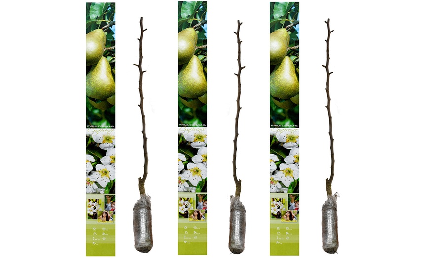 Image 4: Ensemble de 3 arbres fruitiers