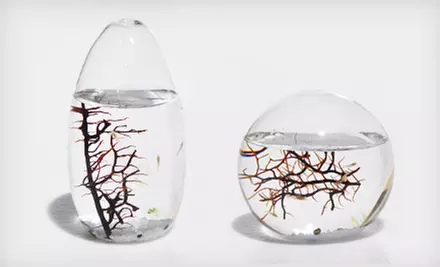 $49 for a Small-Pod or Small-Sphere EcoSphere Closed Aquatic Ecosystem ($79 List Price) - Primary Image