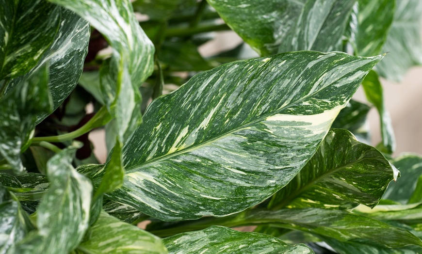 Image 3: 1 o 2 piante di Spathiphyllum Diamond