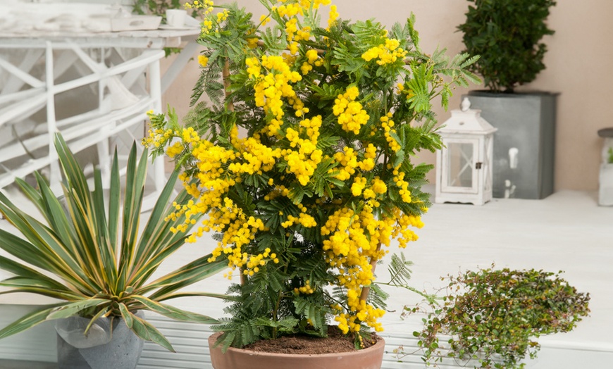 Image 1: Acacia dealbata Mimosa con flores amarillas brillantes, de Rootz