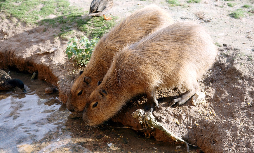 Image 11: Entrée au Touroparc Zoo