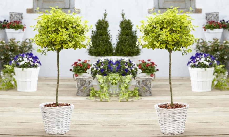 Image 3: 80cm Evergreen Topiary Trees