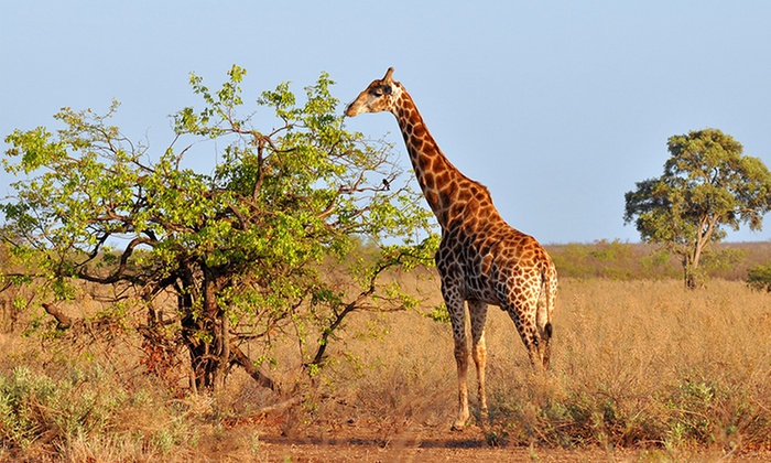 groupon safari nation