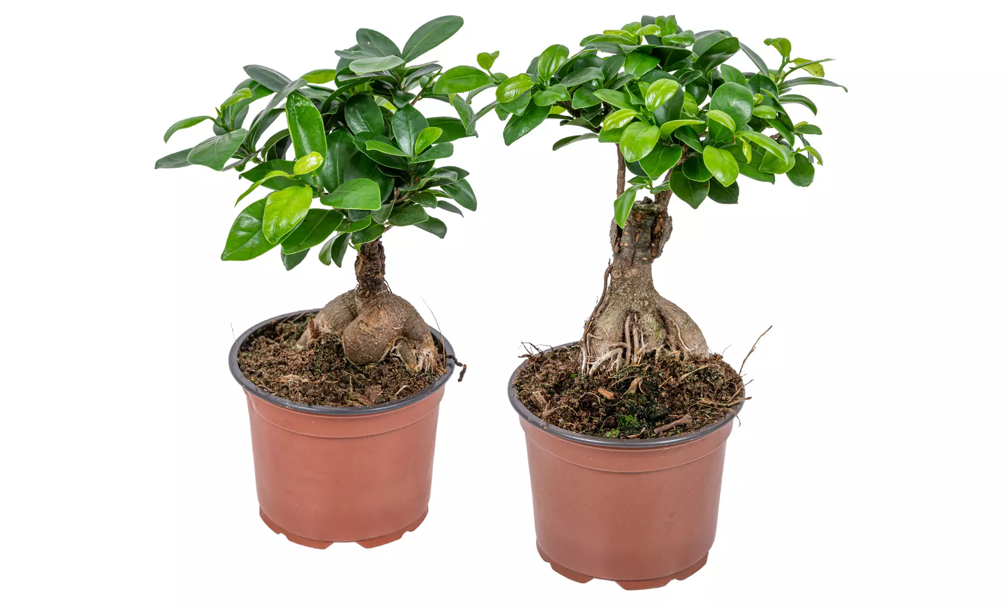 Set di 2 piante di bonsai Ficus Ginseng, con vaso incluso - Image 4