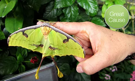 If 40 People Donate $10, Then Tucson Botanical Gardens Can Distribute Butterfly Education Kits to 10 Schools - Primary Image