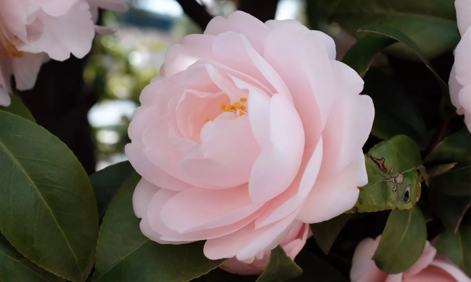 1 ou 2 lots de 3 Camélias japonais