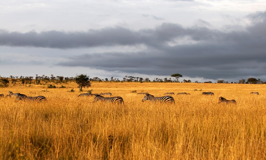 Image 16: Tanzania Safari