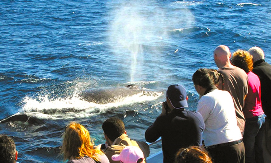 Image 4: Whale Watching Adventure